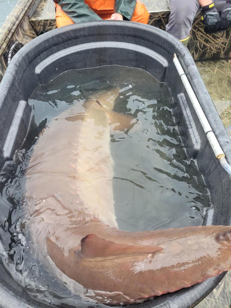 154-pound sturgeon