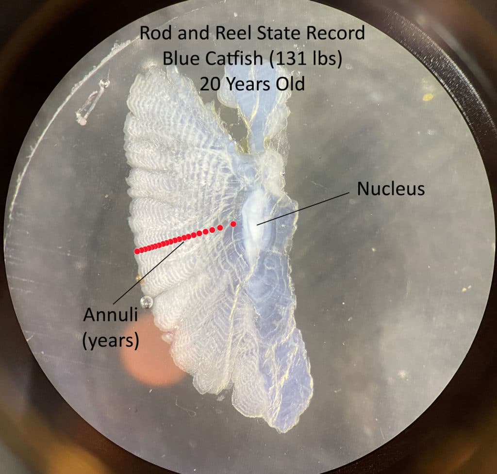 Ring growths on catfish otoliths