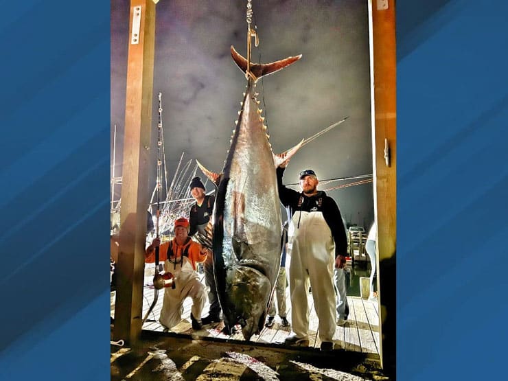 Massive NC bluefin tuna