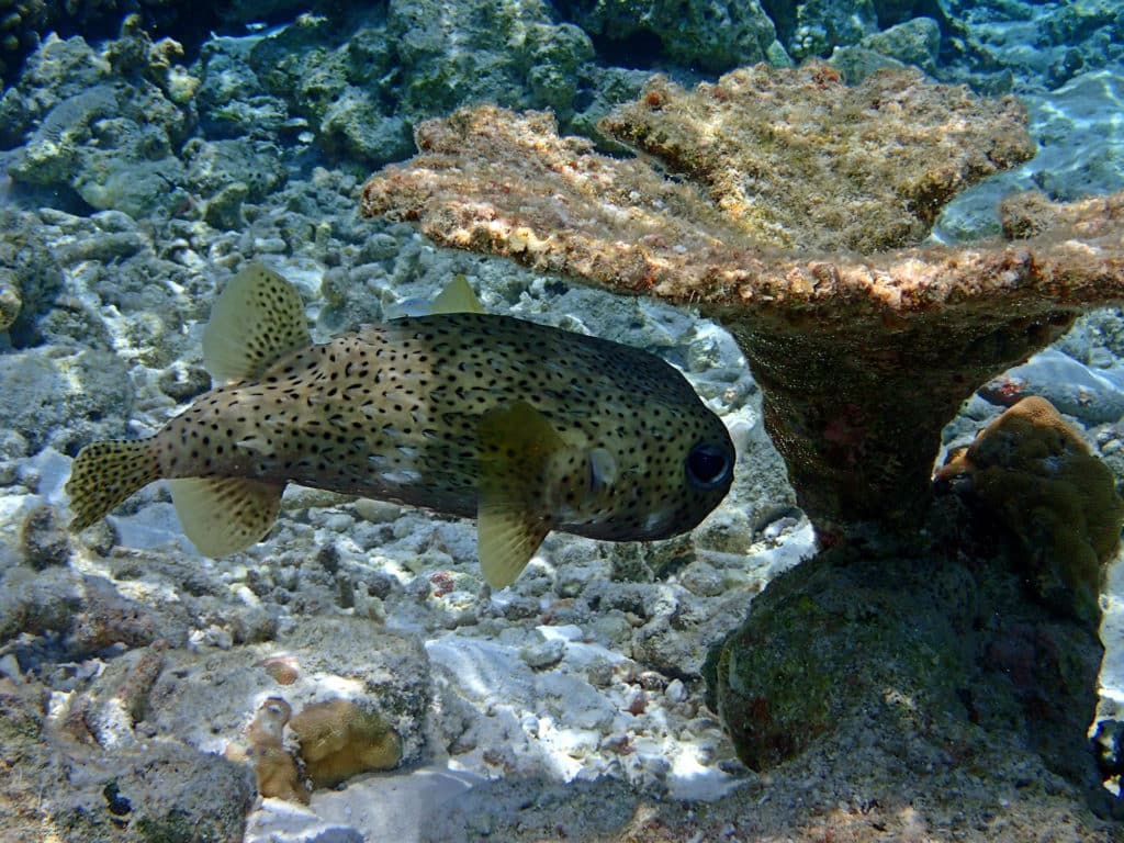 Puffer/(Spot-Fin) Porcupine Fish