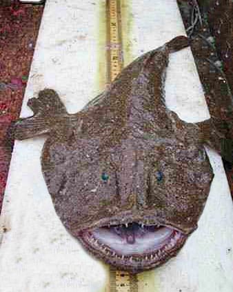 Monkfish