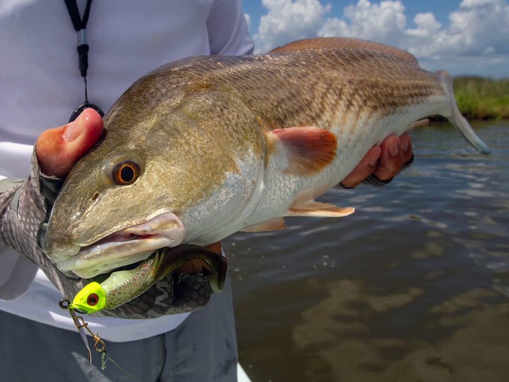 Louisiana redfish