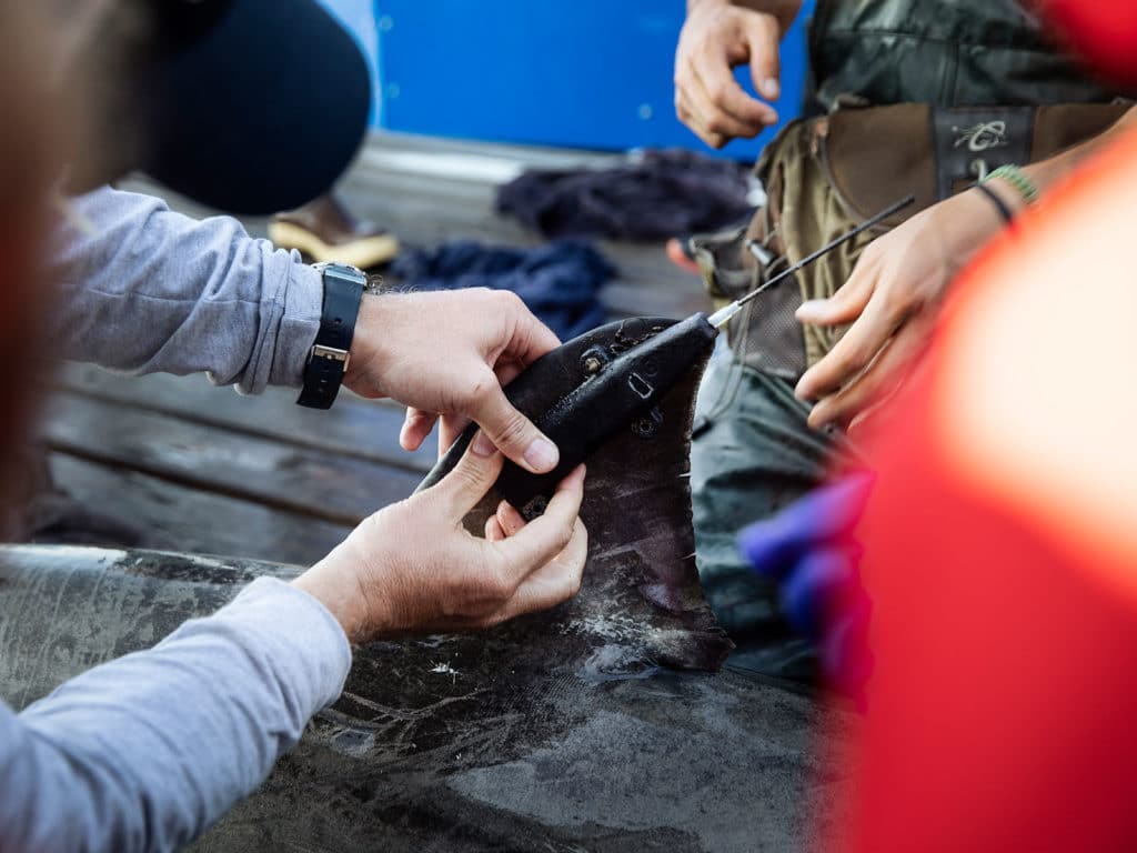 white shark spot tags