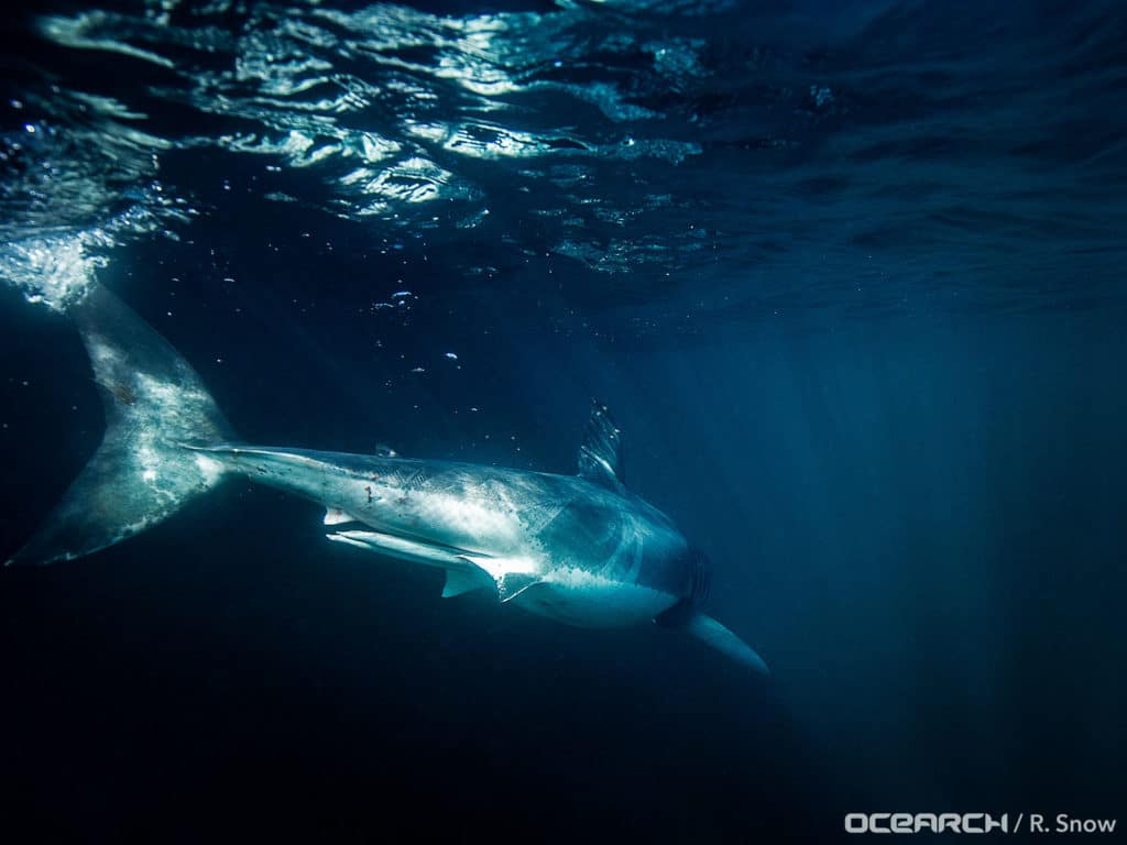 white shark named Ironbound