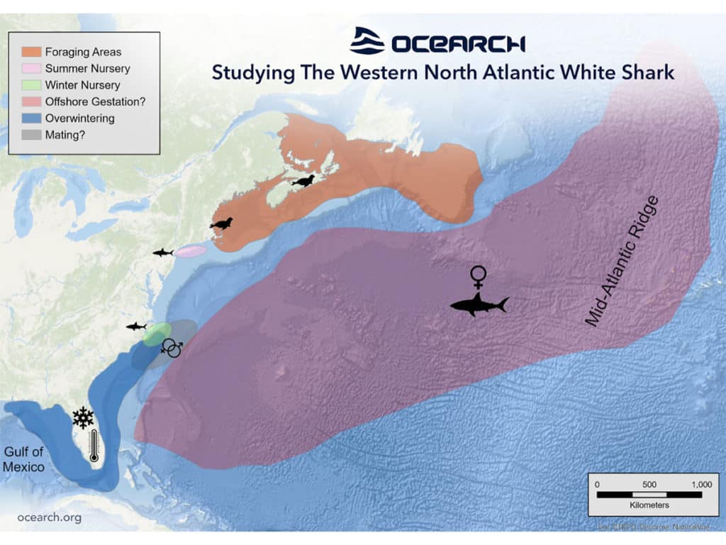 white shark map