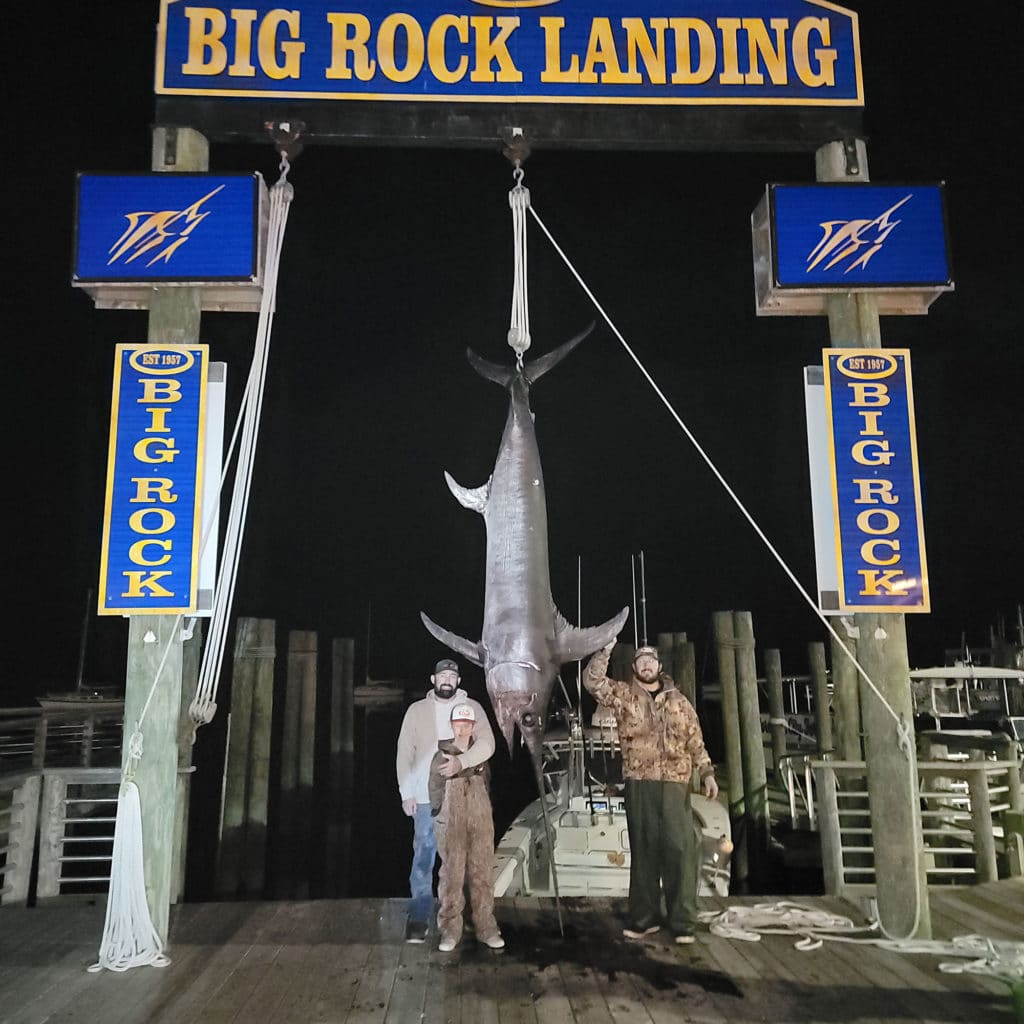 Massive swordfish at the dock