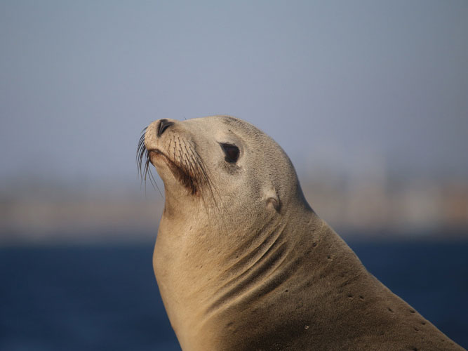 Sea lion chinook salmon