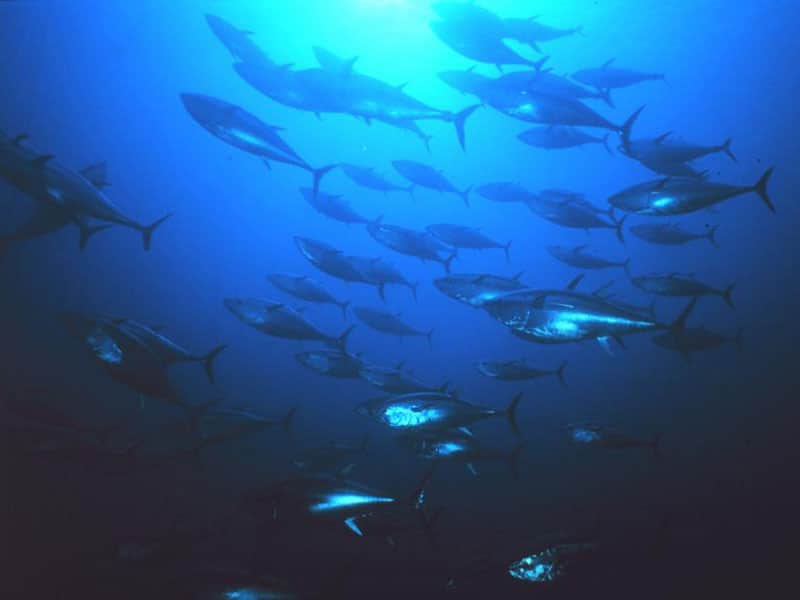 Blue Fin Tuna  South West Handline Fishermen's Association