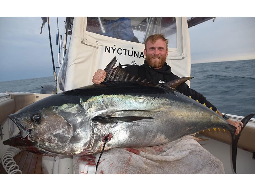 bluefin tuna