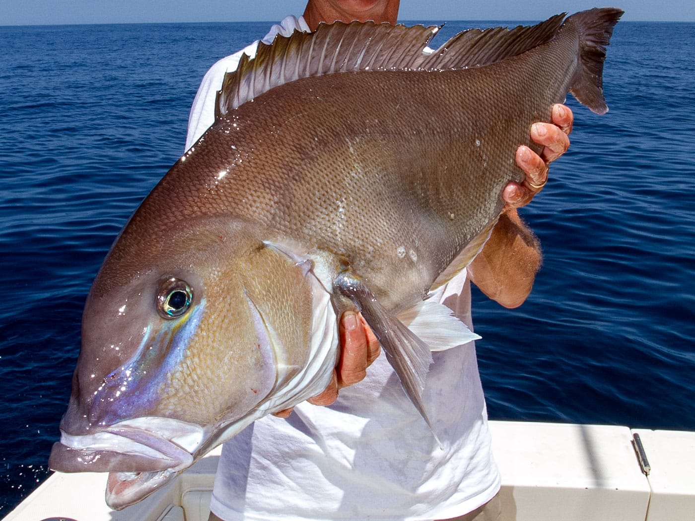 Stricter Regulations for Florida Bottomfish