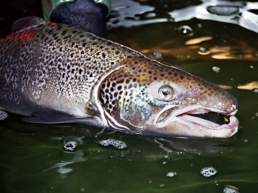 Sea-Run Atlantic Salmon Caught Ice Fishing