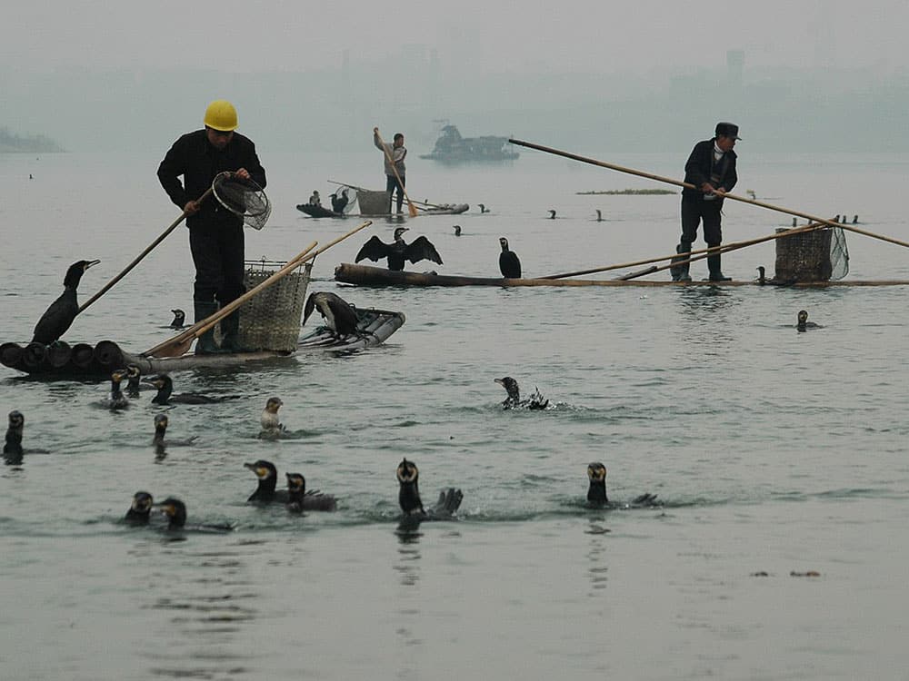 Cormorant fishing