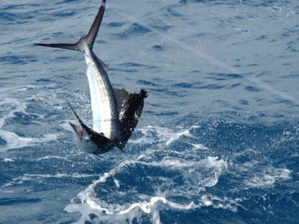 Isla Mujeres sailfish