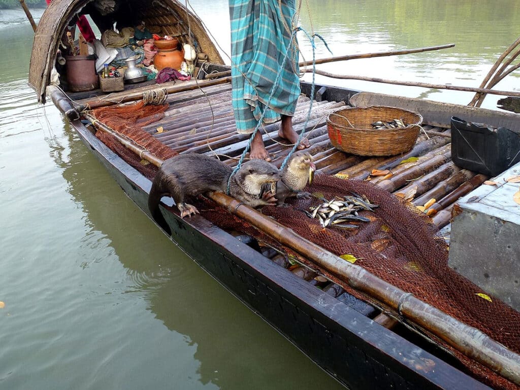 using otters to catch fish