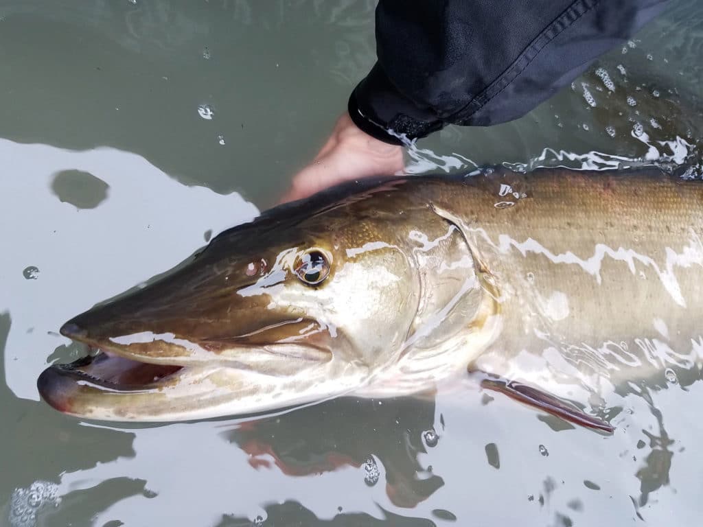 Wisconsin Muskie