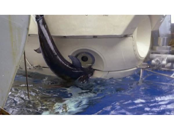 Swordfish in a submersible