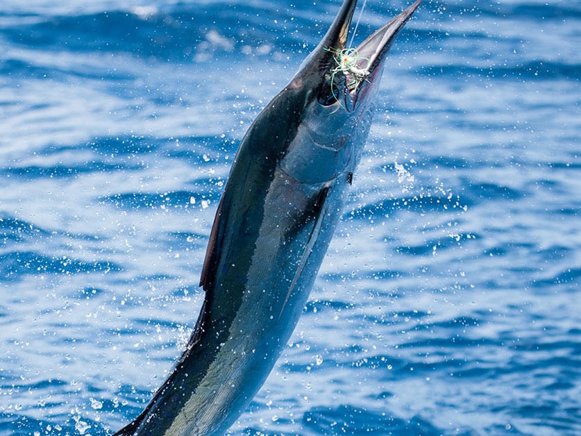 Marlin leaping out of the water