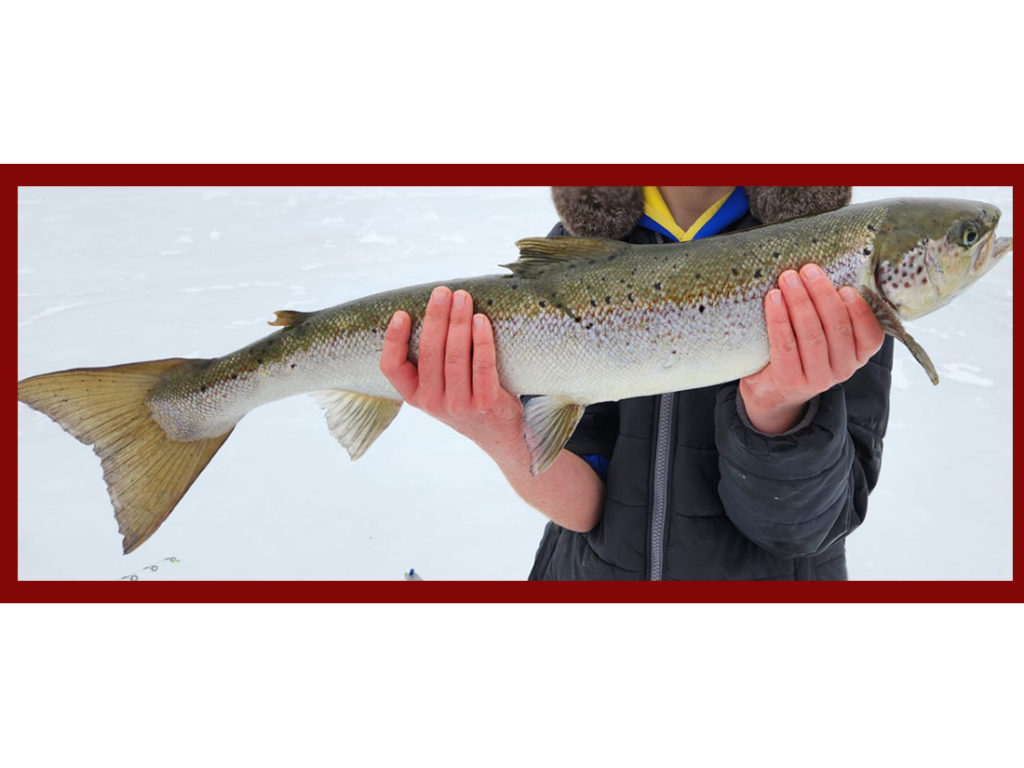 Atlantic salmon caught while fishing