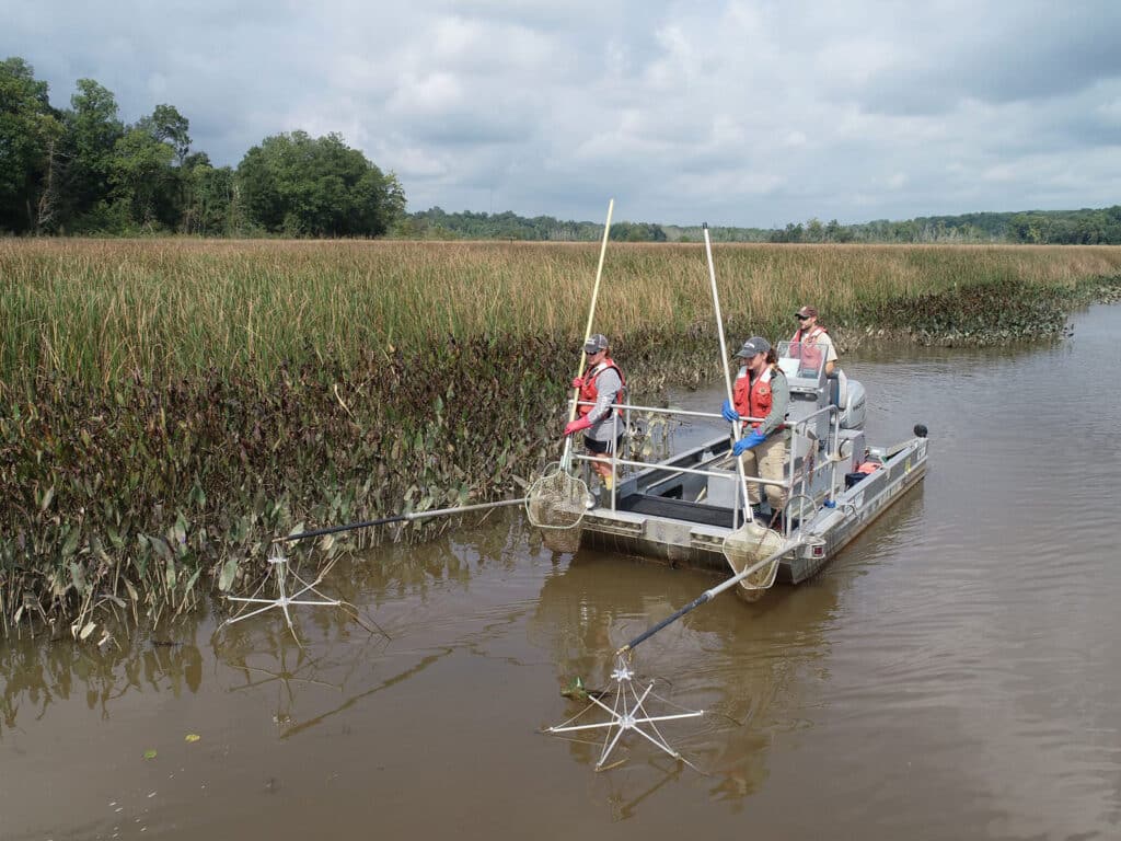 snakehead electrofishing