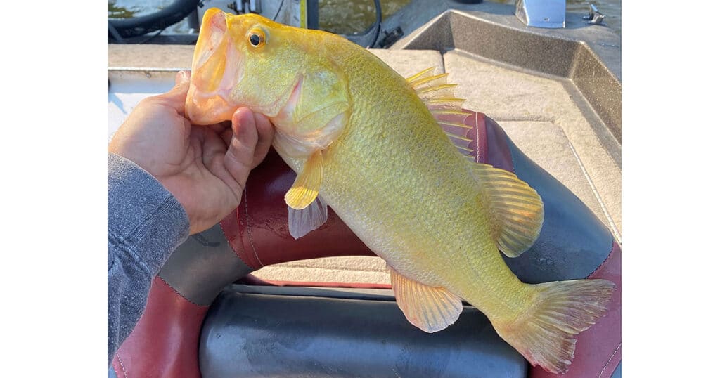 xanthic largemouth bass