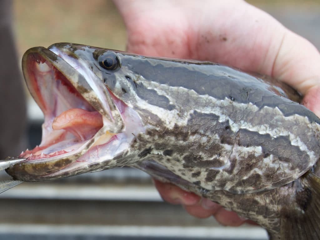 northern snakehead