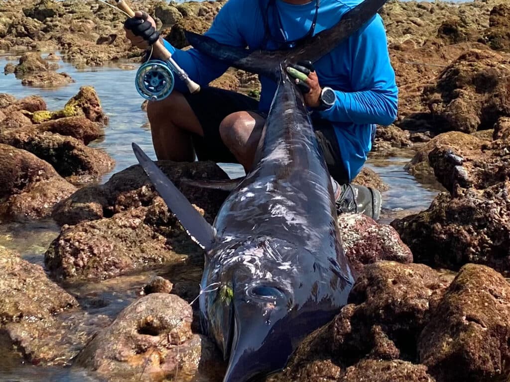 swordfish caught on fly tackle from the shore