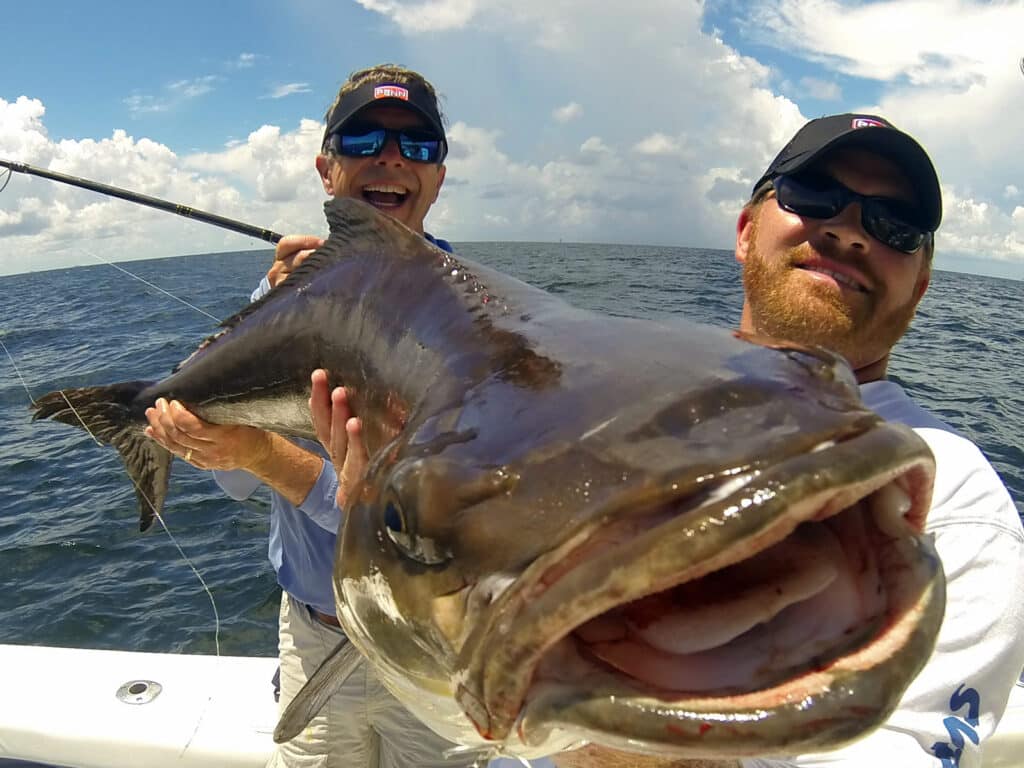 cobia