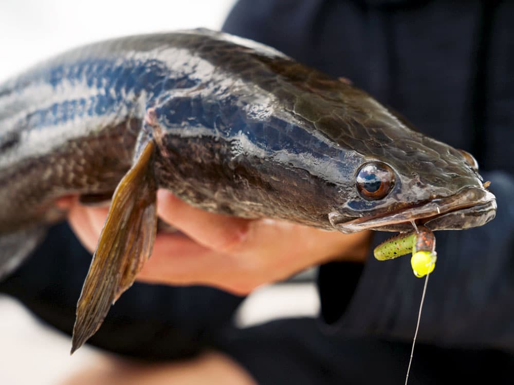 snakehead caught on a micro jig