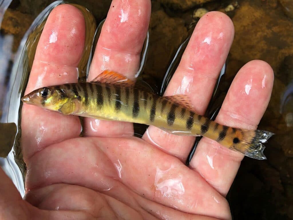 micro fishing darter