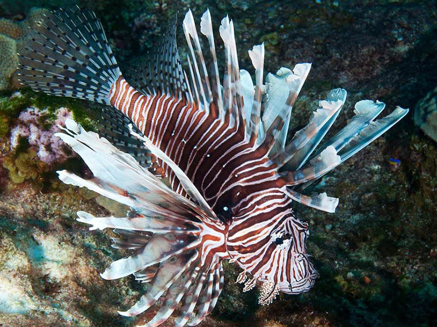 lionfish