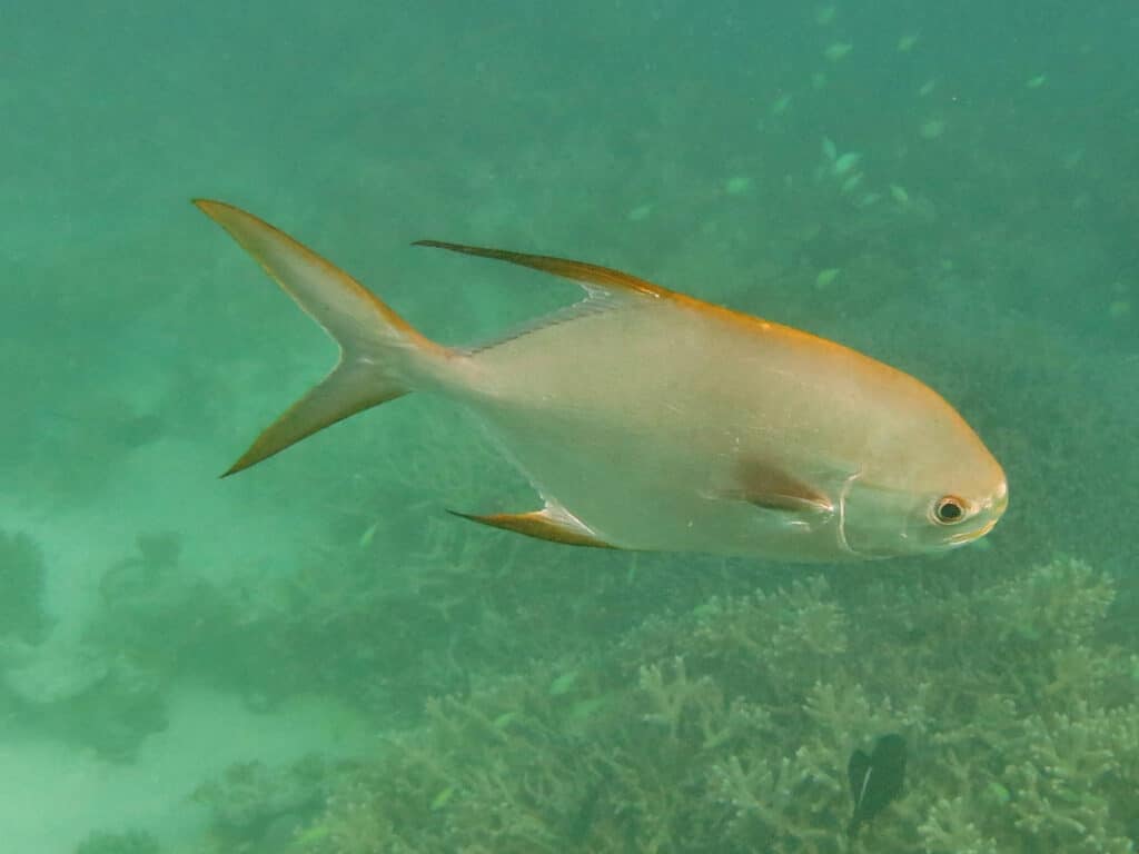 snubnose pompano