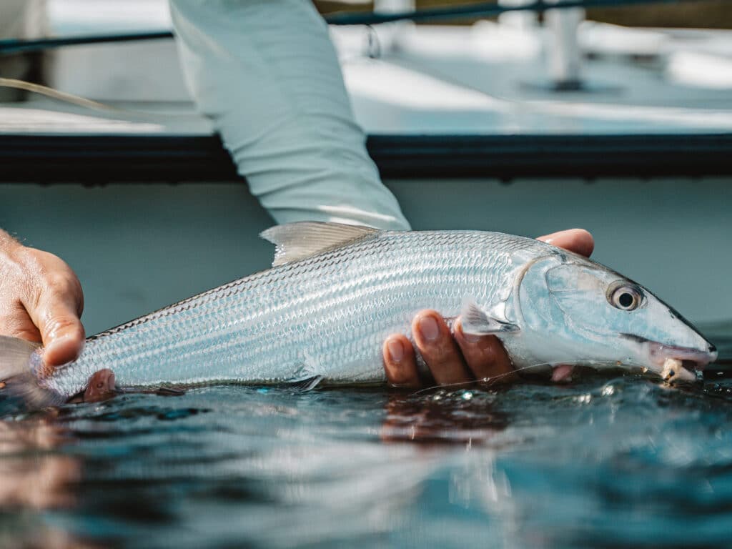 bonefish release from boat