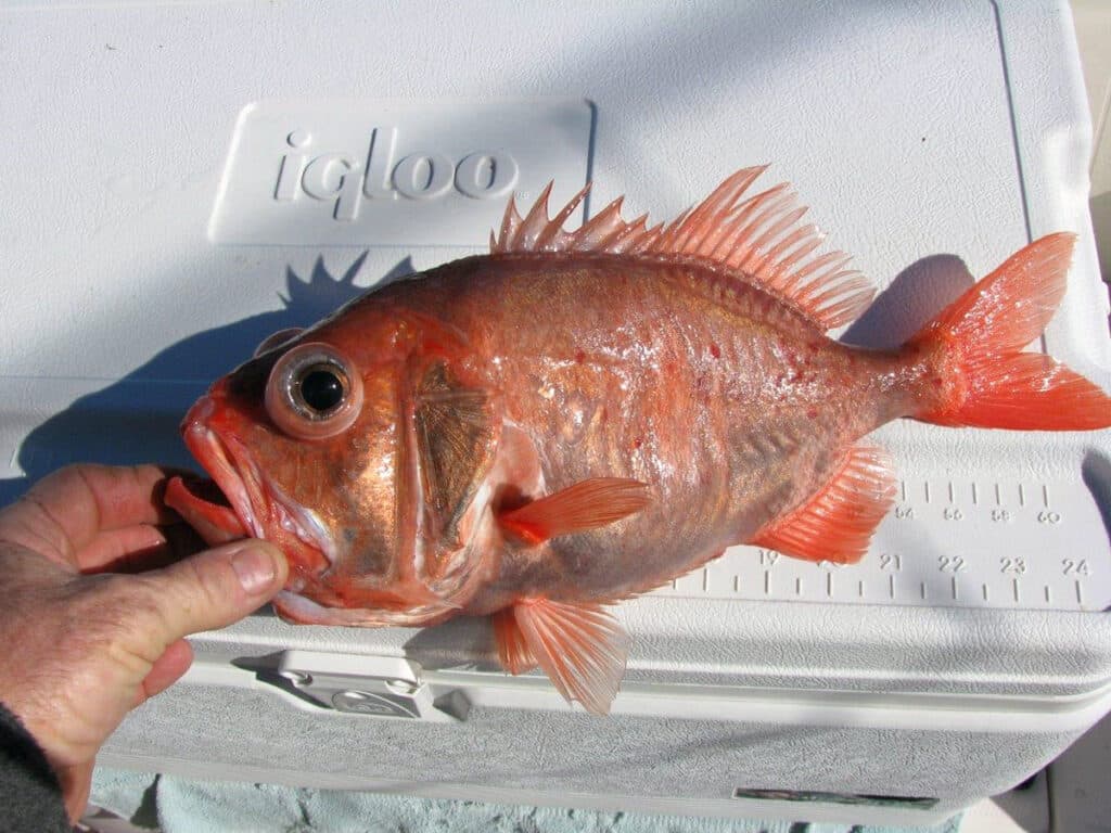 Darwin Slimehead fish