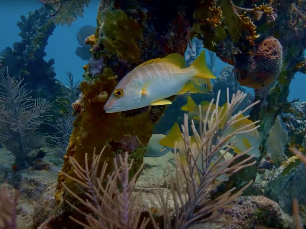 Fish on Carysfort Reef