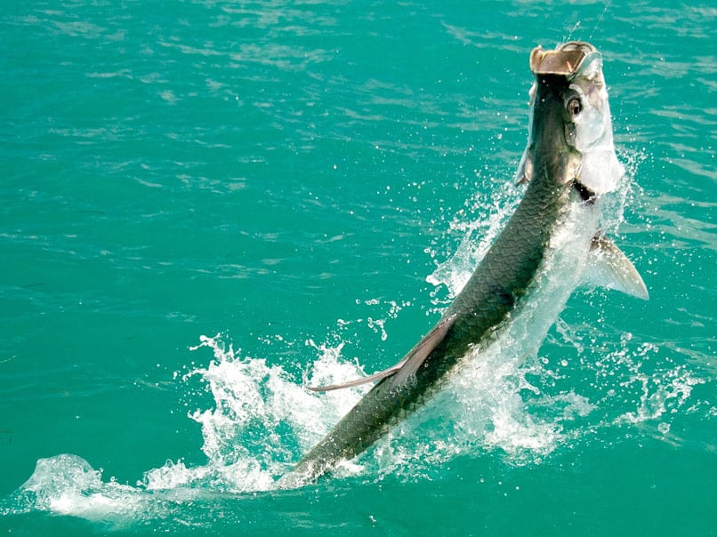Bahia Honda tarpon fishing