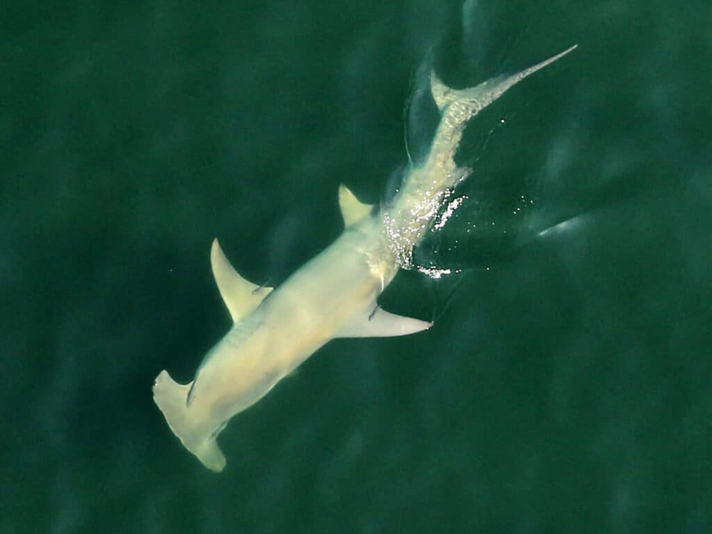 Hammerheads Target Keys Tarpon