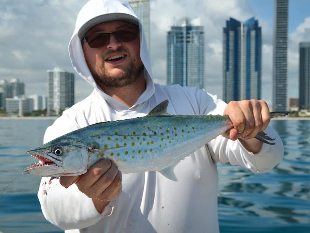 Spanish mackerel