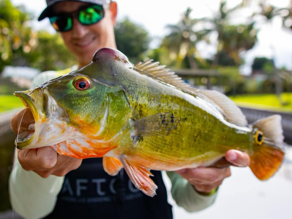 South Florida peacock bass