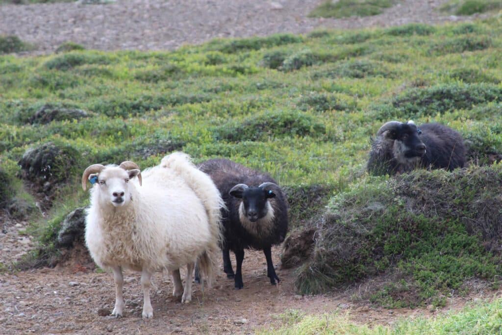 Icelandic sheep