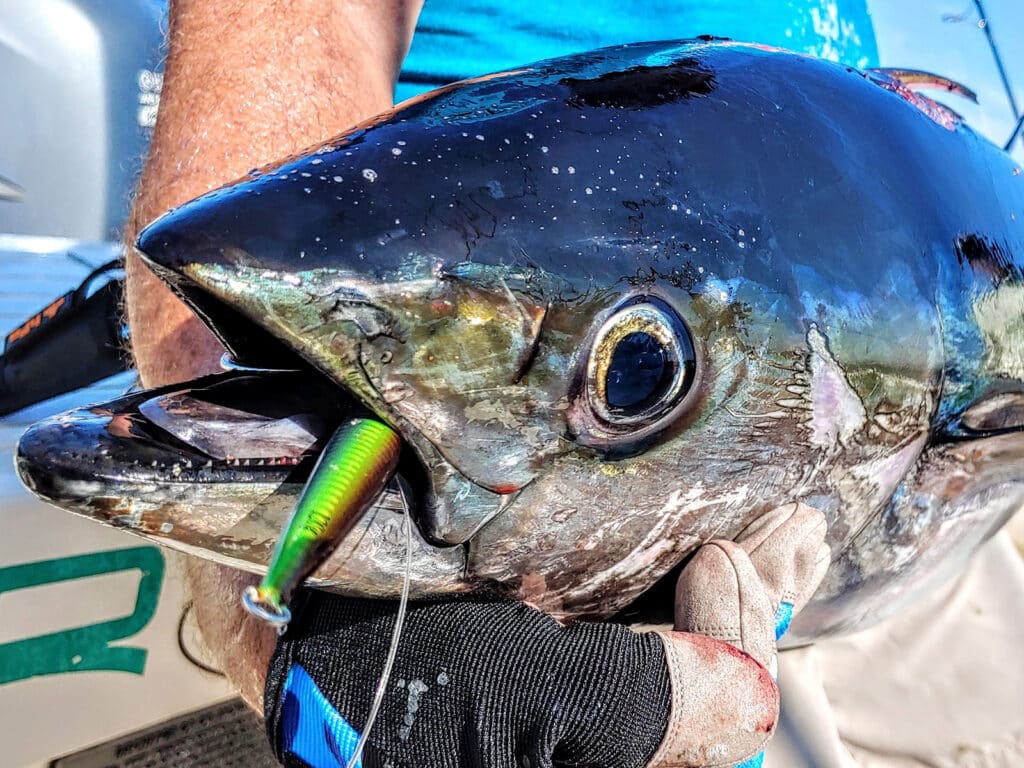 Tuna caught on a Nomad jig