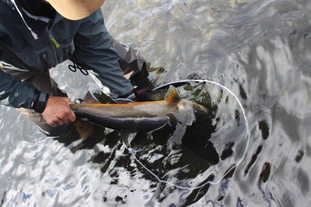 arctic char in Iceland