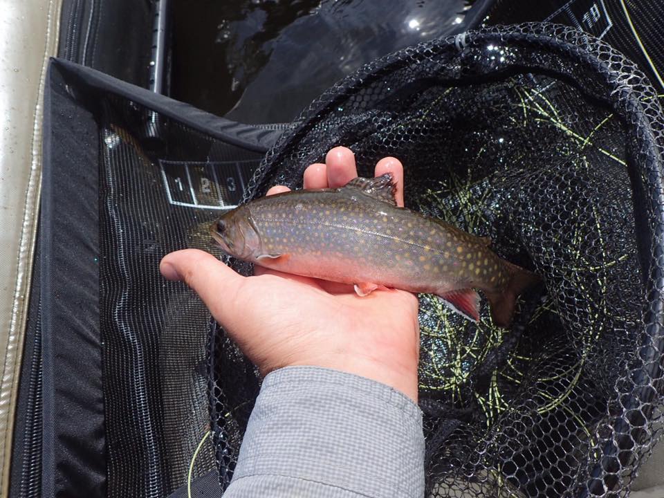 brook trout in North Maine Woods