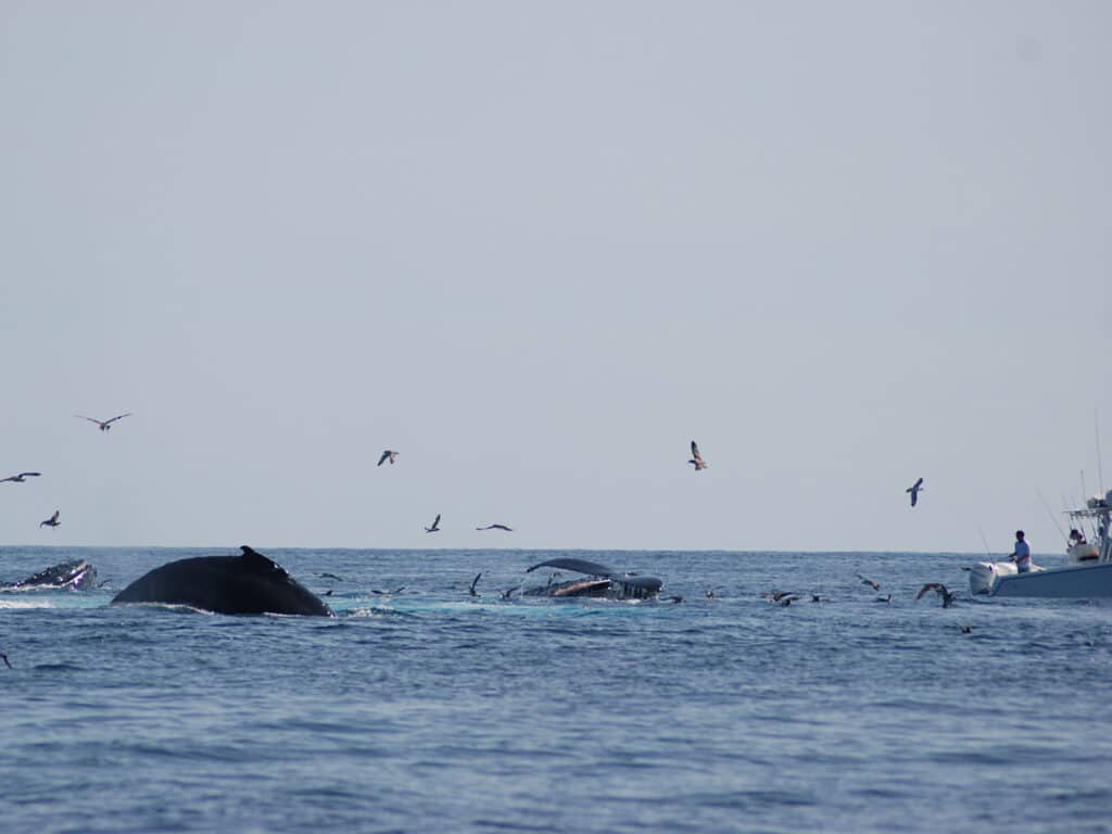 finback whales feeding on sand eels