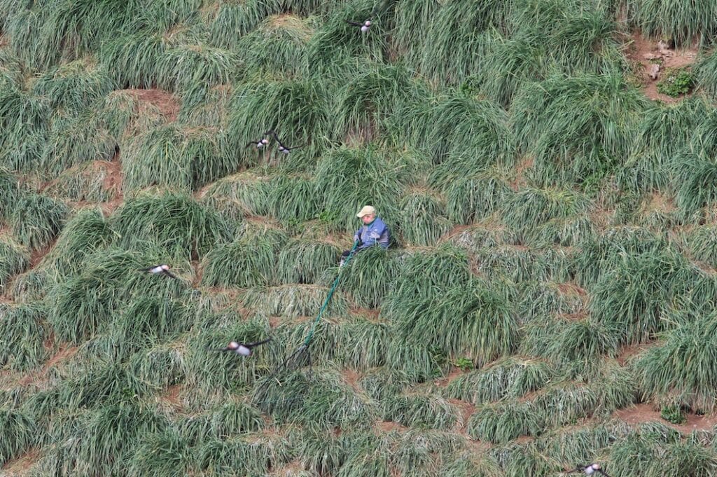 man with puffin net