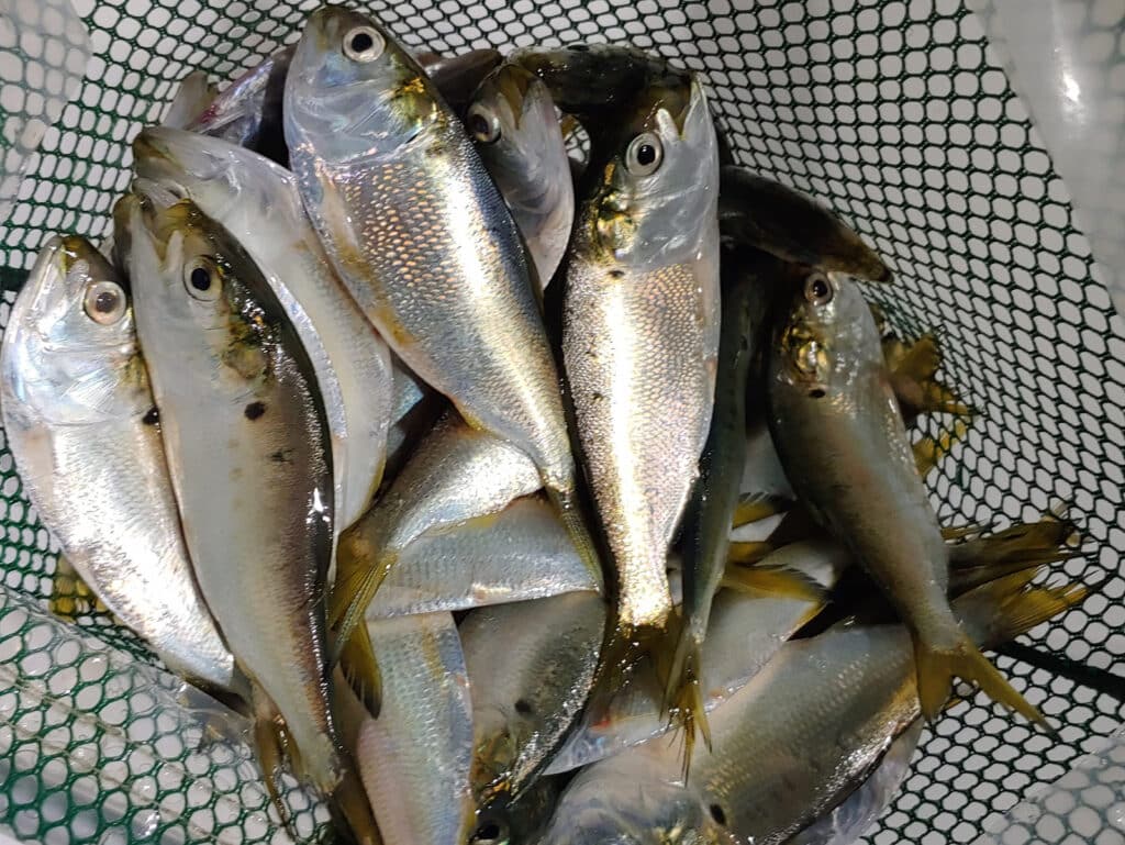 peanut bunker menhaden pogies