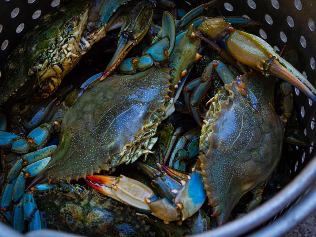 Crabs in a bucket