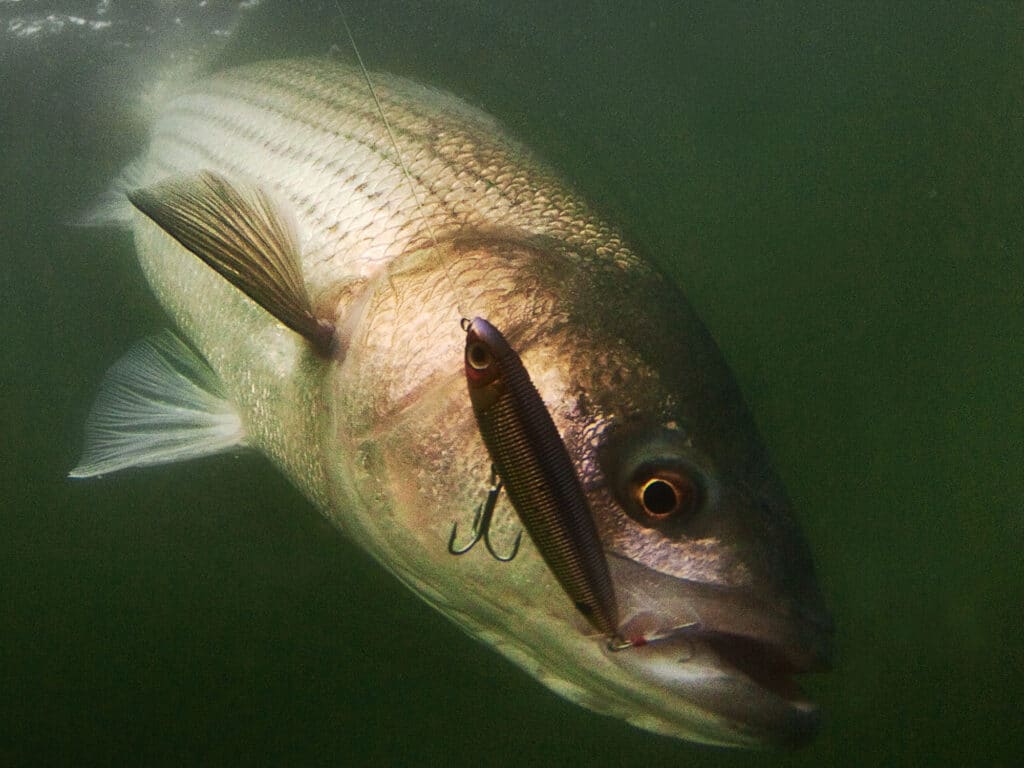 Striped bass on fly