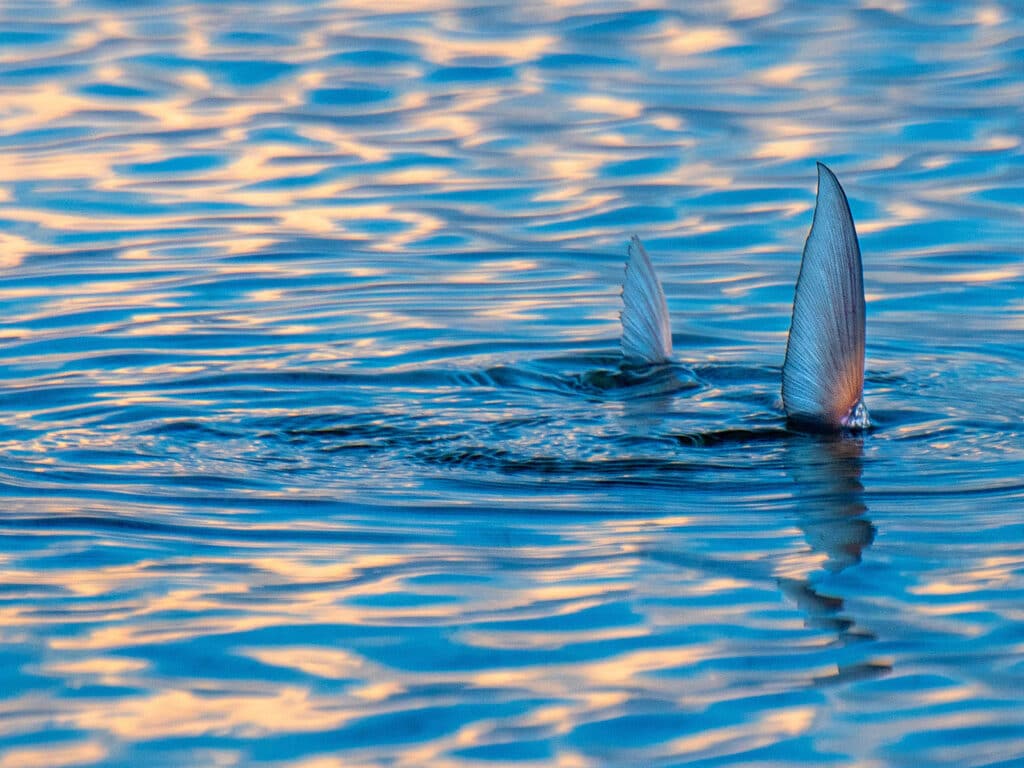 Bonefish in the Bahamas