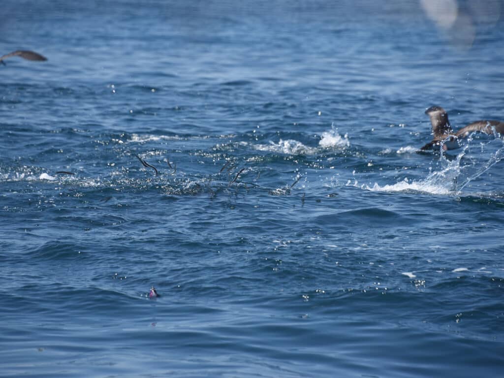 Striped bass chasing eels