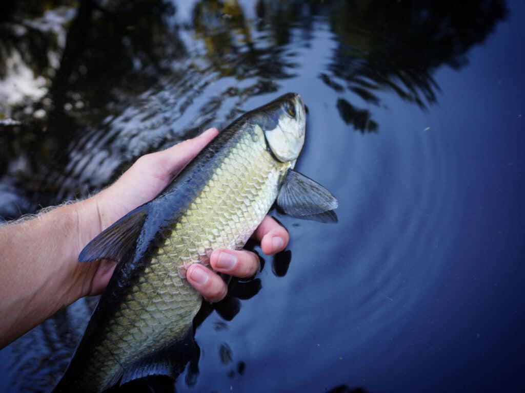 Tarpon being released